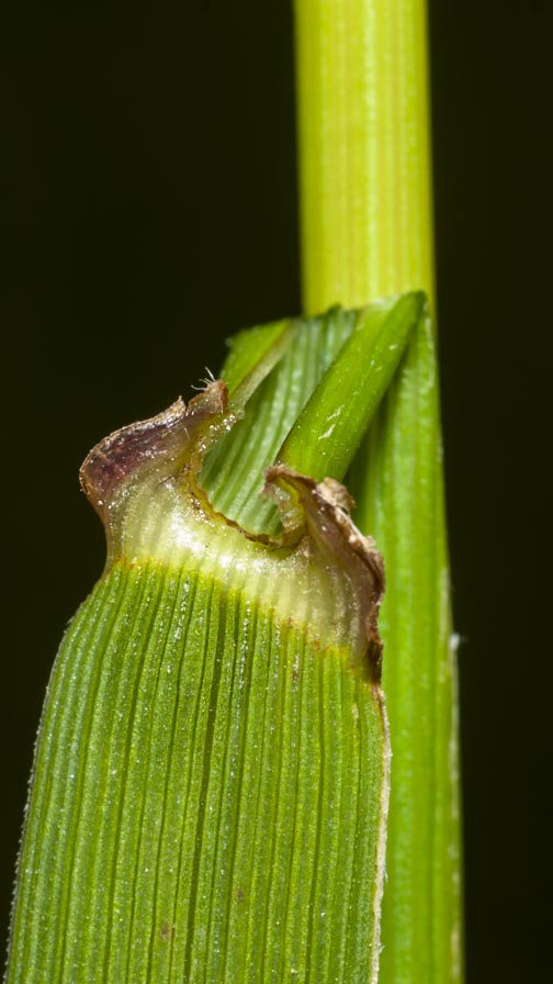 Poaceae